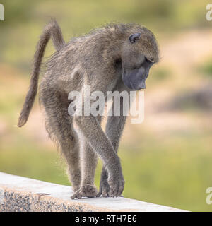 Babouin Chacma (Papio ursinus) animal marcher sur le pont dans le parc national Kruger en Afrique du Sud Banque D'Images
