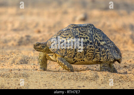 (Stigmochelys pardalis tortue léopard) marche sur l'underground de sable camouflage dans le parc national Kruger, Afrique du Sud Banque D'Images