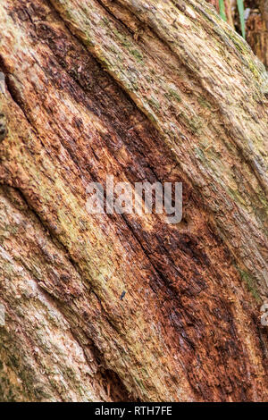 Arbre en décomposition et la texture de fond close-up Banque D'Images