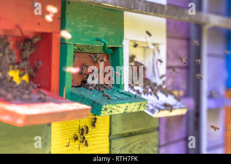 Vol d'abeilles ruche colorés de différentes couleurs sur chariot Banque D'Images