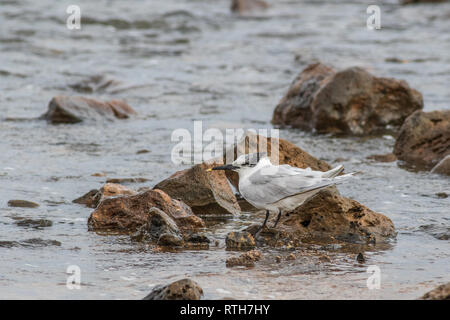 Sterne caugek (Thalasseus sandvicensis) sur la plage de Fuerteventura Espagne. Banque D'Images