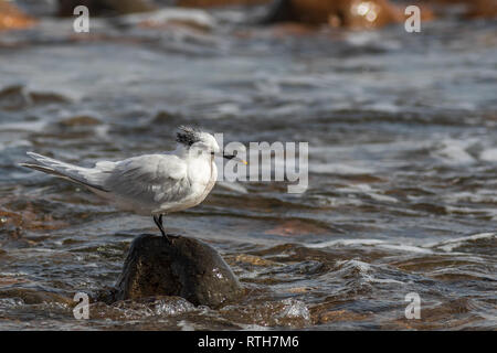 Sterne caugek (Thalasseus sandvicensis) sur la plage de Fuerteventura Espagne. Banque D'Images