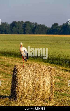 Cigogne blanche sur les balles de foin sec en vert prairie, la Lettonie. Stork est grand échassier aux longues jambes avec un long projet de loi, avec un plumage noir et blanc. Banque D'Images