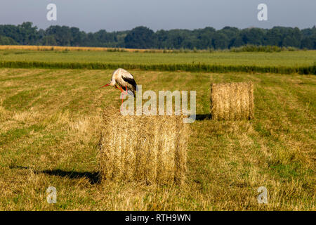 Cigogne blanche sur les balles de foin sec en vert prairie, la Lettonie. Stork est grand échassier aux longues jambes avec un long projet de loi, avec un plumage noir et blanc. Banque D'Images