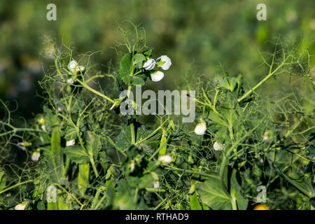 Des plants de pois verts avec des dosettes. Les jeunes gousses de pois verts. Petits pois verts en fleurs en Lettonie. Belle close up of green pois frais dans la garde Banque D'Images