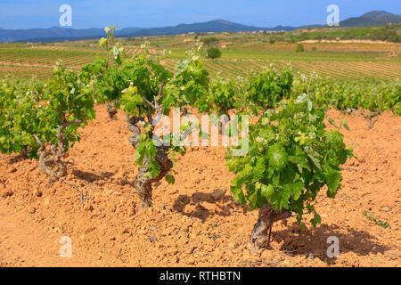 Daroca, Alt Camp, près de Tarragone, Catalogne, Espagne Banque D'Images