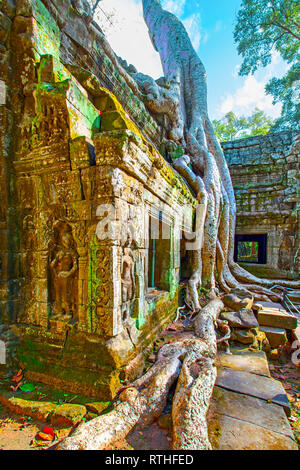 Ruines du temple Ta Prohm retors autour par giant racines dans le Angkor au Cambodge Banque D'Images