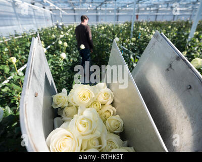 Quelqu'un perçoit des roses blanches en néerlandais aux Pays-Bas à effet Banque D'Images