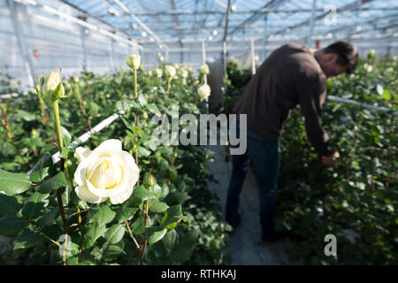 Quelqu'un perçoit des roses blanches en néerlandais aux Pays-Bas à effet Banque D'Images