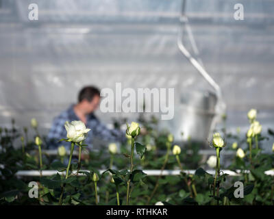 Quelqu'un perçoit des roses blanches en néerlandais aux Pays-Bas à effet Banque D'Images