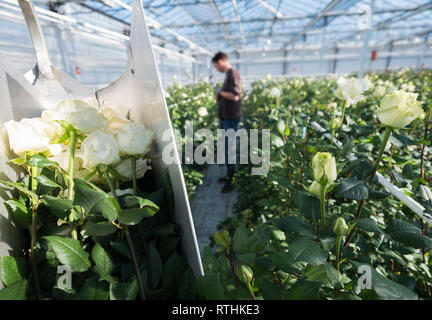 Quelqu'un perçoit des roses blanches en néerlandais aux Pays-Bas à effet Banque D'Images