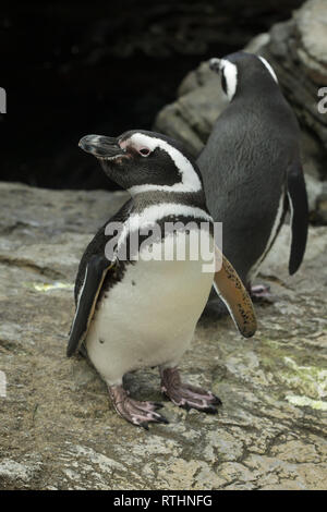 Manchot de Magellan (Spheniscus magellanicus). Les oiseaux de la faune. Banque D'Images