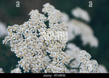 Close up fleur blanche avec peu de pétales dans le domaine de l'Àreu, Pyrénées catalanes, Espagne, Europe Banque D'Images