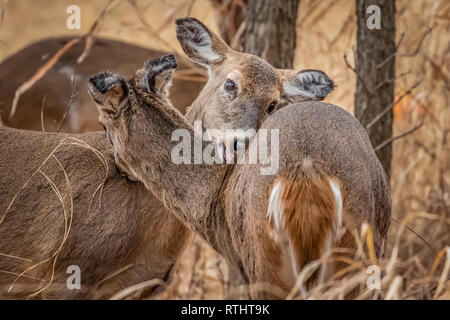Le cerf de Virginie (Odocoileus virginianus) être affectueux avec chaque autre Banque D'Images