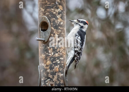 Un pic mineur (Picoides pubescens) à une mangeoire. Banque D'Images