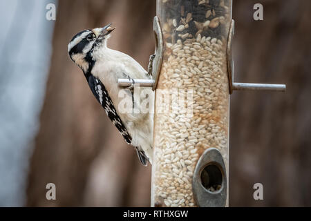 Un pic mineur (Picoides pubescens) à une mangeoire. Banque D'Images