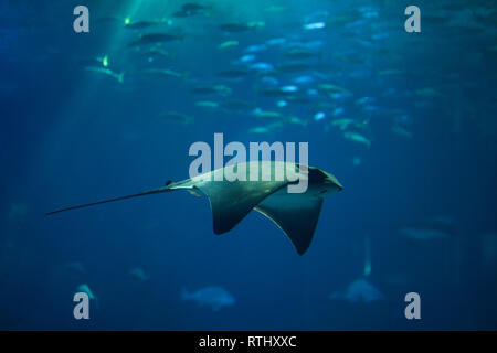 Eagle Ray commun (Myliobatis aquila) à l'Océanarium de Lisbonne (Oceanário de Lisboa) à Lisbonne, Portugal. Banque D'Images