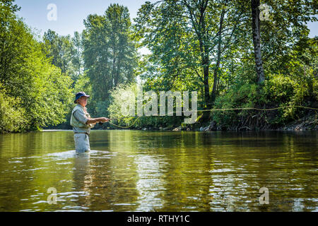 Un homme de 70 ans de pêche à la mouche dans la rivière Cedar, ouest de l'État de Washington, USA. Banque D'Images