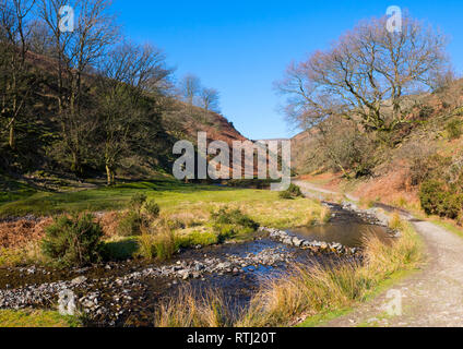 Quinny Brook passe par cendres creux, près de Little Stretton, Shropshire. Banque D'Images