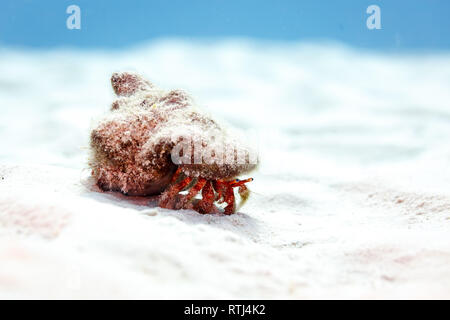 L'ermite de ramper sur fond de sable de récifs portant sa coquille de conque accueil avec du sable camouflé Banque D'Images