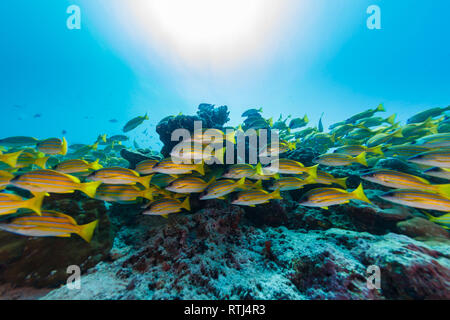 Libre de grande école de vivaneau jaune obèse, Lutjanus lutjanus natation sur coral Banque D'Images