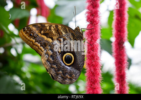 Beau papillon Morpho bleu Banque D'Images