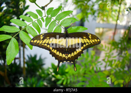 Grand porte-queue (Papilio cresphontes papillon). Banque D'Images