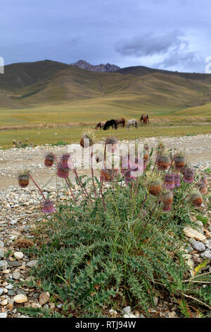 Carduus crispus (cas des champs), l'oblast de Naryn, Kirghizistan Banque D'Images