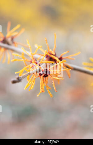 Hamamelis x intermedia Aphrodite . L'hamamélis 'Harry' la floraison en hiver. UK Banque D'Images