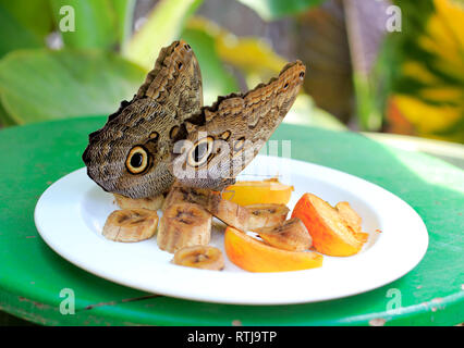 Papillon papillon Hibou dans zoo, Schmetterlinghaus dans le jardin impérial, Vienne, Autriche Banque D'Images