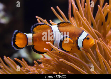 Ocellaris clownfish Amphiprion ocellaris (), également connu sous le nom de false percula clownfish, natation dans l'anémone de mer magnifique (Heteractis magnifica). Banque D'Images