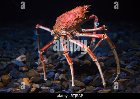 Crabe araignée du Japon (Macrocheira kaempferi), également connu sous le nom de l'araignée géante. Banque D'Images