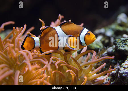 Ocellaris clownfish Amphiprion ocellaris (), également connu sous le nom de false percula clownfish, natation dans l'anémone de mer magnifique (Heteractis magnifica). Banque D'Images