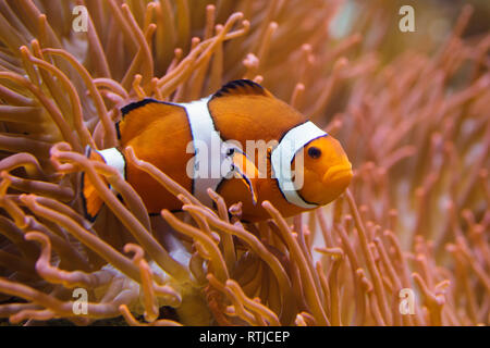 Ocellaris clownfish Amphiprion ocellaris (), également connu sous le nom de false percula clownfish, natation dans l'anémone de mer magnifique (Heteractis magnifica). Banque D'Images