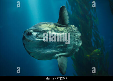 Ocean poisson-lune (Mola mola), également connu sous le nom de la Môle à l'Océanarium de Lisbonne (Oceanário de Lisboa) à Lisbonne, Portugal. Banque D'Images