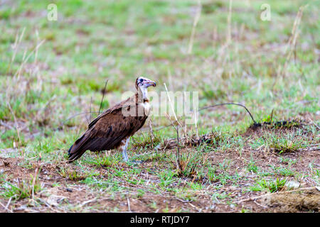 Percnoptère (Neophron percnopterus), Tanzanie, Afrique de l'Est Banque D'Images