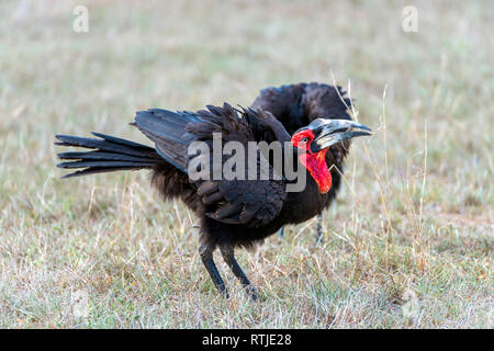 Calao terrestre du sud (Bucorvus leadbeateri), Tanzanie, Afrique de l'Est Banque D'Images