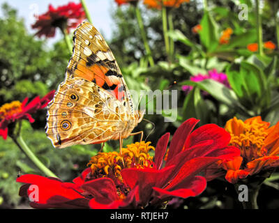 Le Monarque se nourrit de la red Zinnia fleurs en été 24 Banque D'Images