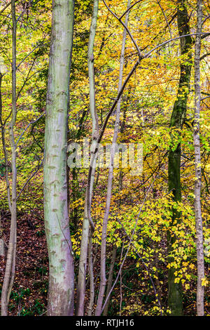 En automne Bois Buckholt dans les Cotswolds, Gloucestershire. Banque D'Images