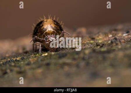 Springtail globulaire (Allacma fusca) reposant sur souche d'arbre. Tipperary. L'Irlande Banque D'Images