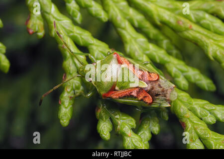 Cyphostethus tristriatus Shieldbug (Juniper) reposant sur Lawson cypress tree en hiver. Tipperary. L'Irlande Banque D'Images