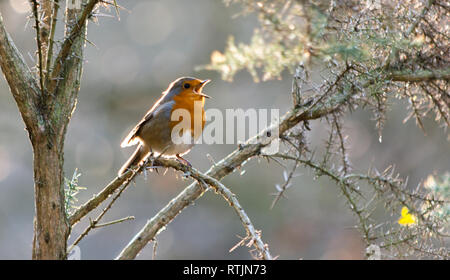 Un robin assis sur un arbre épineux avec son bec ouvert le chant Banque D'Images