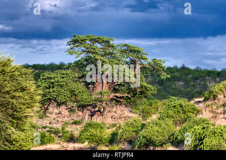 Paysage de savane, la Tanzanie, l'Afrique de l'Est Banque D'Images