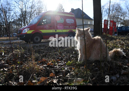 24 février 2019, Bavaria, Munich : un chat est assis en face d'une ambulance de l'Tierrettung Tierrettung München e.V. München e.V. est un service d'urgence vétérinaire. (Dpa-KORR 'Katzenjammer beim Einsatz der Tierretter' à partir de 02.03.2019) Photo : Felix Hörhager/dpa Banque D'Images