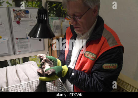 24 février 2019, Bavaria, Munich : un écureuil est traitée médicalement par le vétérinaire Gabor Horvath au siège de Tierrettung Tierrettung München e.V. München e.V. est un service d'urgence vétérinaire. Photo : Felix Hörhager/dpa Banque D'Images