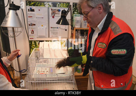 24 février 2019, Bavaria, Munich : un écureuil est traitée médicalement par le vétérinaire Gabor Horvath au siège de Tierrettung Tierrettung München e.V. München e.V. est un service d'urgence vétérinaire. Photo : Felix Hörhager/dpa Banque D'Images