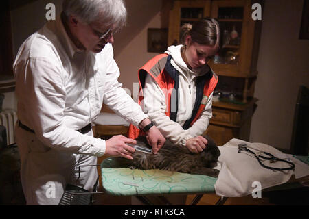 24 février 2019, Bavaria, Munich : le vétérinaire Gabor Horvath et l'étudiant en médecine vétérinaire Malin Schmidt traiter un chat sur une planche à repasser pendant un quart de travail à Tierrettung Tierrettung München e.V. München e.V. est un service d'urgence vétérinaire. Photo : Felix Hörhager/dpa Banque D'Images