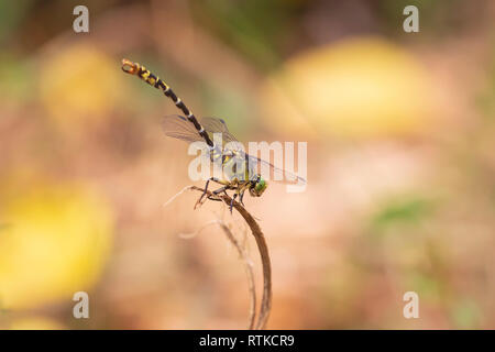 Gros plan d'une petite pincertail ou crochet aux yeux verts-tailed dragonfly, Onychogomphus forcipatus au repos dans la lumière du soleil sur la végétation. Corps jaune, œil vert Banque D'Images