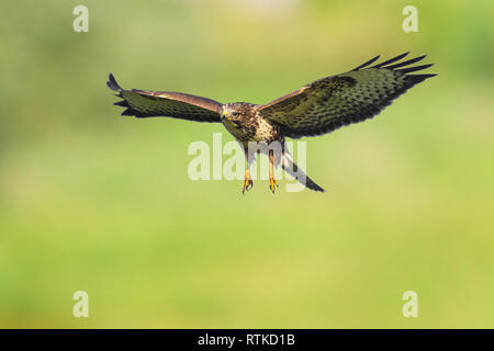 Buse variable, Buteo buteo, en vol, planant au-dessus dans un champ vert à la recherche d'une proie l'été. Banque D'Images