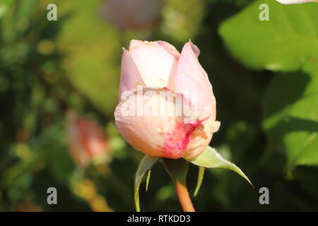 Bouton de rose rose dans un jardin au printemps Banque D'Images